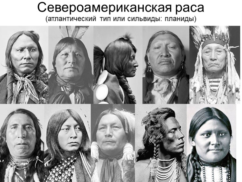 Североамериканская раса (атлантический тип или сильвиды: планиды)